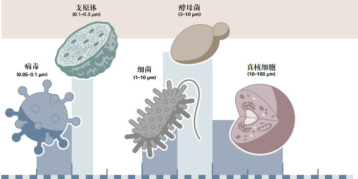 常見(jiàn)細(xì)胞污染的類(lèi)型